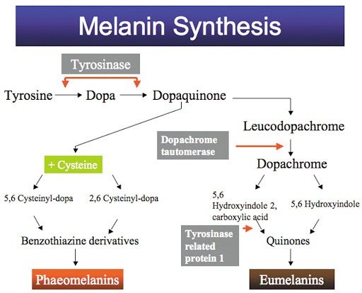 melanin synthesis