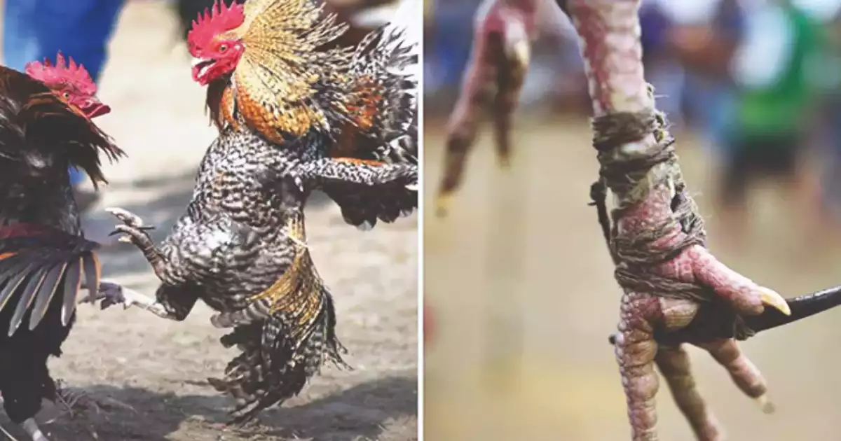 well-trained roosters, equipped with small knives attached to their legs,